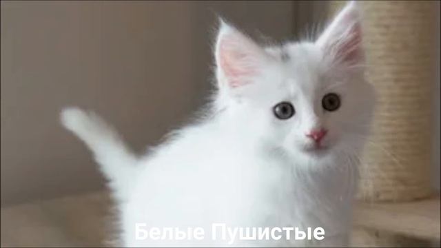 АНГОРСКАЯ КОШКА?/Кошки/Животные/Интересные факты смотреть онлайн
