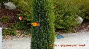 Можжевельник обыкновенный Арнольд (arnold) ? обзор: как сажать, саженцы можжевельника Арнольд