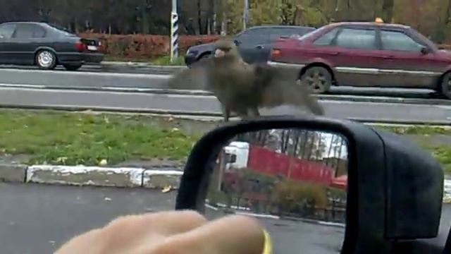 Наглые воробьи у Макавто смотреть онлайн