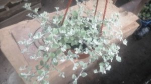 Гелихризум "Silver"в кашпо.