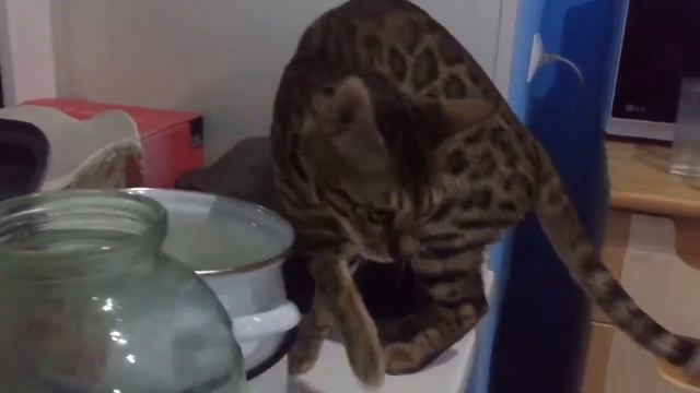 Наш корм для Тришы ( Не забудь подписаться на канал) смотреть онлайн