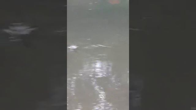 Голавли на р. Дема. смотреть онлайн