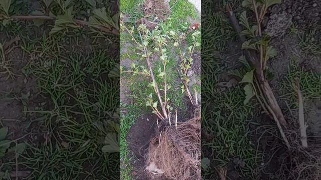 Вечер🏡выгуливаю цыплят🐥зацвели спиреи💮рассаживаю пузыреплодник🍁 смотреть онлайн