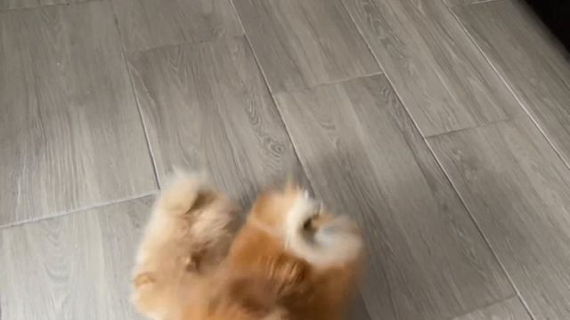 Мои питомцы: Кляйн шпицы Бублик, Джалина и Магдалина/08.03.22 смотреть онлайн