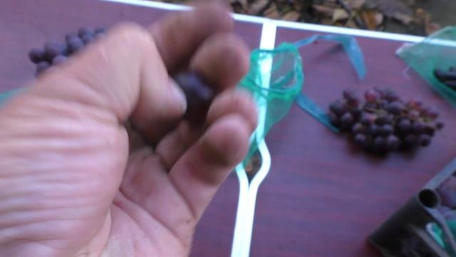 Результат дегустації та щось пішло не так в зберіганні смотреть онлайн