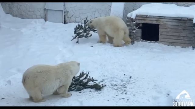 Ёлка у Челябинских белых медведей....Christmas tree at the Chelyabinsk polar bears... смотреть онлайн