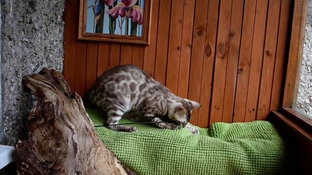 Снежный бенгальский кот смотреть онлайн