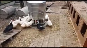 Кормушка Фермер для уток