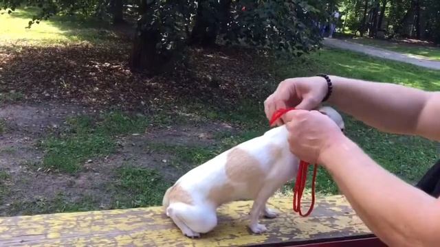 ВЫСТАВКА СОБАК /Чихуахуа ЛАКИ, Победа за нами/ КАК принимать участия в выставках) смотреть онлайн