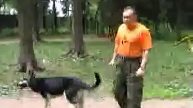 Дрессировка собак ОКД/Общий курс дрессировки смотреть онлайн