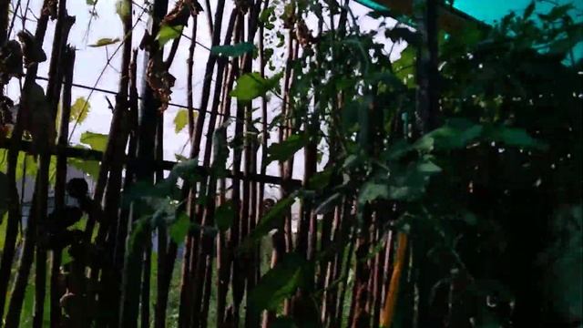 Томат ф1Спрут Сливка малиновая томатное дерево смотреть онлайн