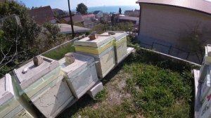 Джентерский сот. Вывод маток из яйца и личинок. 30 марта 2020 год  Подробно.