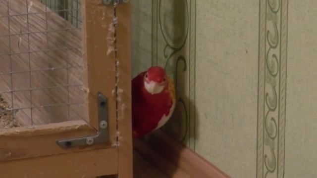 Разведение попугаев осень зима 2017 №4 Нимфы - Кореллы на яйцах и Розелла попугай-паук смотреть онлайн