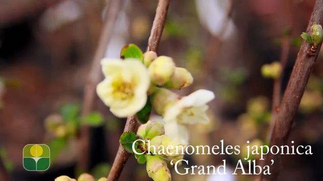 Chaenomeles japonica 'Grand Alba' смотреть онлайн