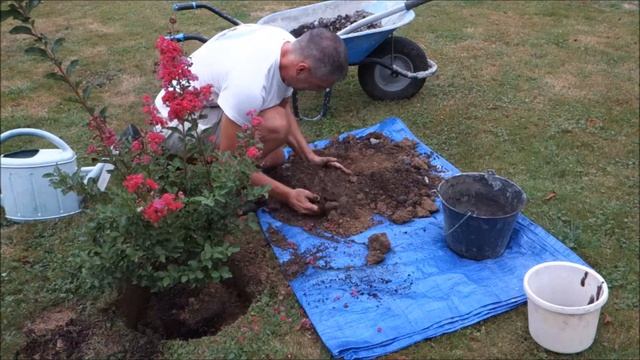 4 - Plantation d'un lagerstroemia смотреть онлайн