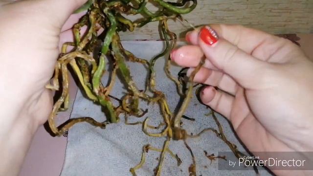 Орхидея с сухими корнями. Что делать? смотреть онлайн