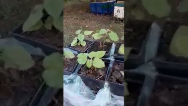Потрясающее Алюминиевое дерево или павловния в пчеловодстве . Чем полезна на пасеке. смотреть онлайн