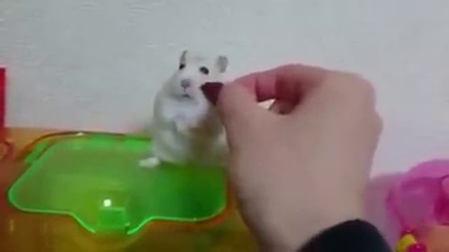 Хомяк обиделся смотреть онлайн
