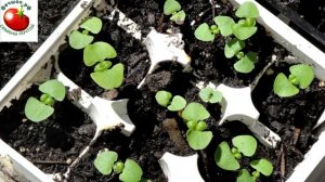 Как посеять базилик, чтобы он хорошо взошел?