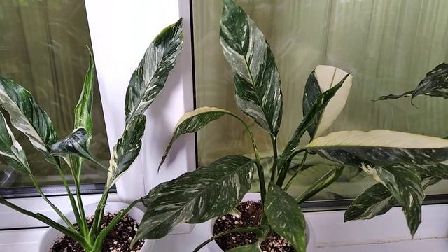 Спатифиллумы: Нью Ван, Индонезия, Пикассо, Сильвер рейн, Домино, Джемини, Ангел бэби. смотреть онлайн