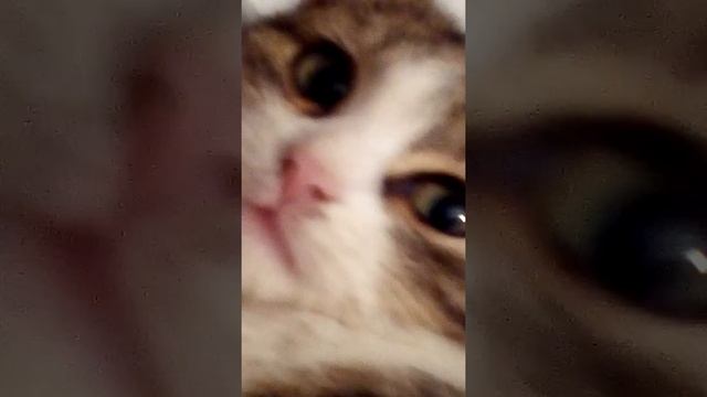 Мучаем кошку или кукушку смотреть онлайн