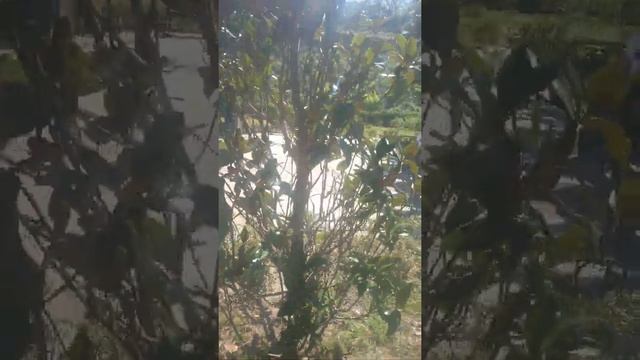 Магнолия Грандифлора на кея 2 смотреть онлайн