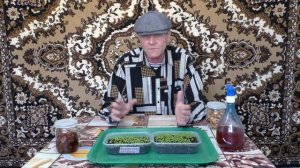 Первая подкормка рассады табака.