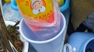 Яблоки Антоновка моченые с ржаной мукой