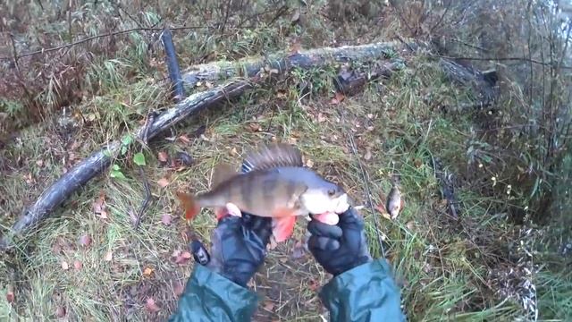С такими горбачами и щука не нужна.рыбалка на красивой Ямальской реке Еты - пур. смотреть онлайн