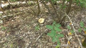 Сбор груздей и поплавка шафранного.