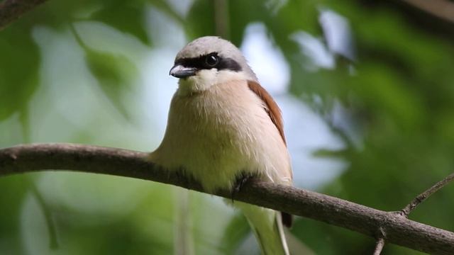 Жулан у дороги 160613 1 15 Canon 2 ♂ КРУПНО ХОРОШО смотреть онлайн