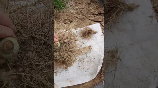 Сравниваю баклажаны - привитые и непривитые. 24.09.2023 смотреть онлайн