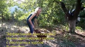 Примеры начального обучения щенка. Родезийский риджбэк, спаниель, стаффорд