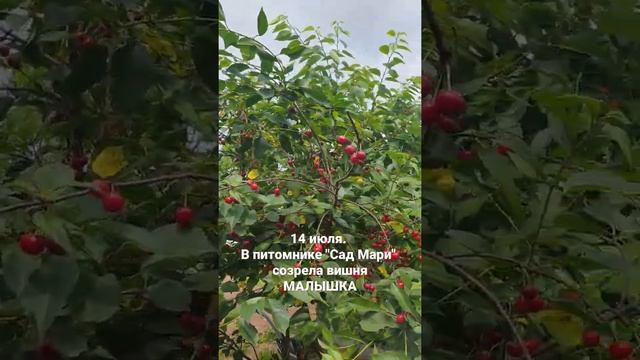 Созрела вишня "Малышка" смотреть онлайн