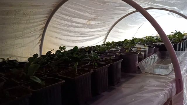 Как зимуют черенки гортензии .Переезд в новое помещение. смотреть онлайн