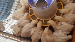 вес нашего бройлера в 14 дней, норма веса?