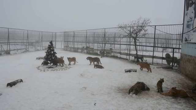 Новый год для львят и кроликов Тайгана! смотреть онлайн