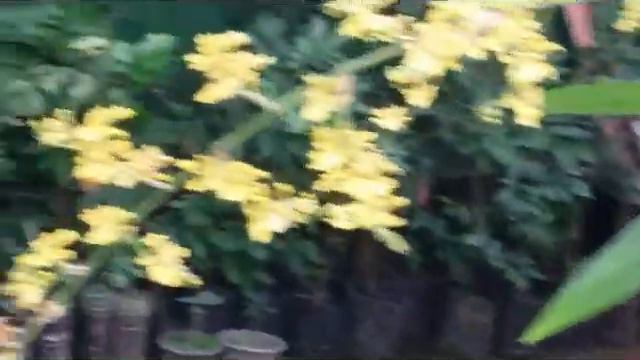 Grow Oncidium Dancing lady on the Tree смотреть онлайн