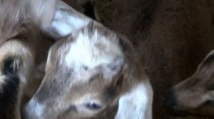 Когда отделять козленка от коз чтоб их не насиловал.