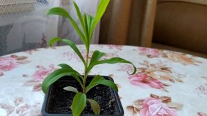 Прищипка гвоздики китайской.