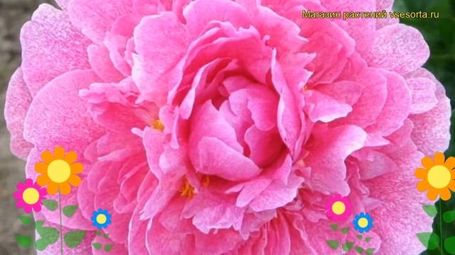 Пион молочноцветковый Олененок. Краткий обзор, описание характеристик Paeonia Lactiflora The Fawn