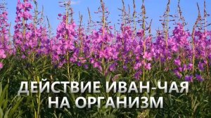 Иван-чай. Польза. Кипрей узколистный.