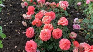 Это НАДО ВИДЕТЬ!! ТОП-12 ОБИЛЬНЫХ ,компактных сортов роз!!