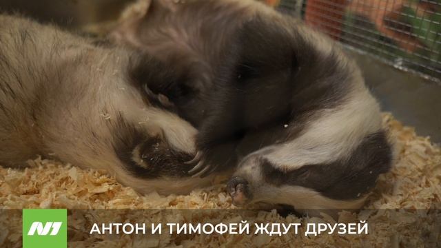 АНТОН И ТИМОФЕЙ ЖДУТ ДРУЗЕЙ смотреть онлайн