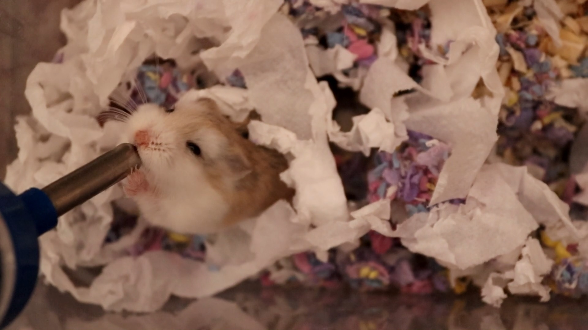 УБОРКА В КЛЕТКЕ У ХОМЯКА / ХОМЯЧКАМ РОБОРОВСКОГО 8 ДНЕЙ ОТ РОДУ смотреть онлайн