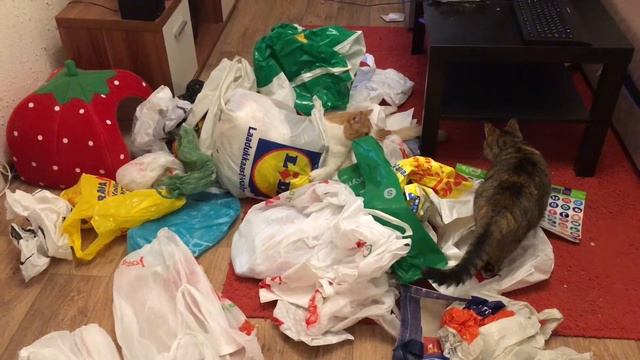 Кот любит пакеты смотреть онлайн