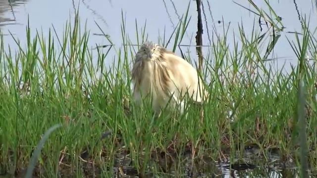 Жёлтая цапля. Всё, как всегда. смотреть онлайн