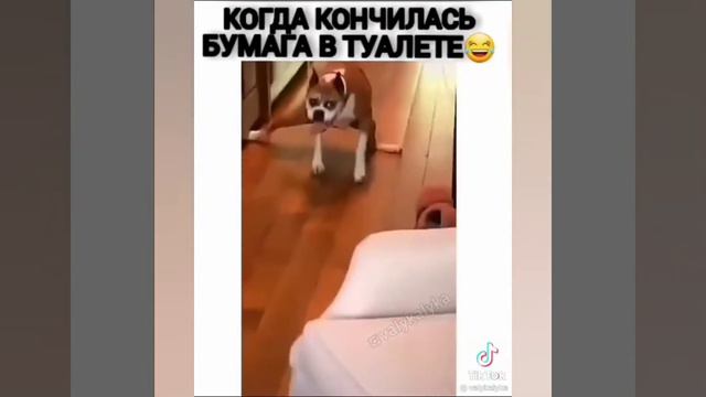 ПРИКОЛЫ С КОШКАМИ, ПРИКОЛЫ С ЖИВОТНЫМИ, 2021, РЖАЛ ЦЕЛЫЙ ЧАС, Смешные Коты, Забавные Животные, смотреть онлайн