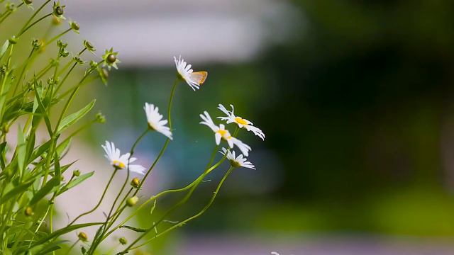 Ромашки спратались,поникли лютики смотреть онлайн