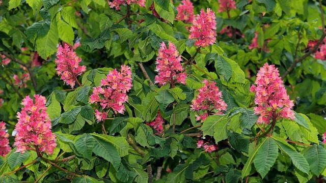 Мой сад новинки , каштан Бриоти , голубые Ели ? смотреть онлайн